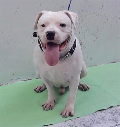 MOMOA, a dog for adoption from City of Houston, Bureau of Animal Regulation and Care