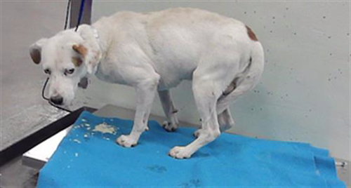KID LAROI, a dog for adoption from City of Houston, Bureau of Animal Regulation and Care