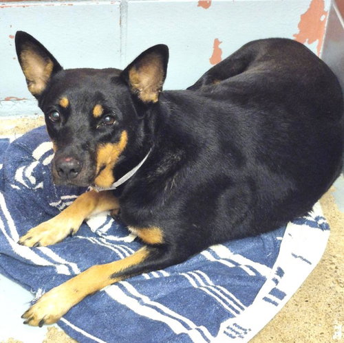 A2099502, a dog for adoption from City of Houston, Bureau of Animal Regulation and Care
