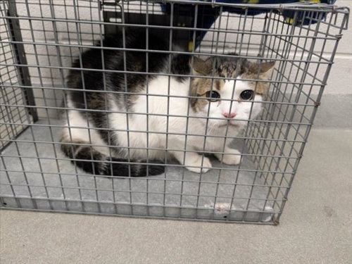 A2099729, a cat for adoption from City of Houston, Bureau of Animal Regulation and Care