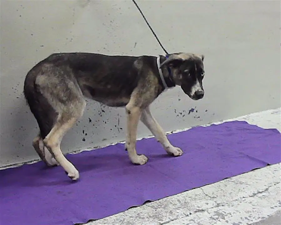Abba - German Shepherd Dog