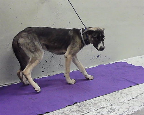 ABBA, a dog for adoption from City of Houston, Bureau of Animal Regulation and Care