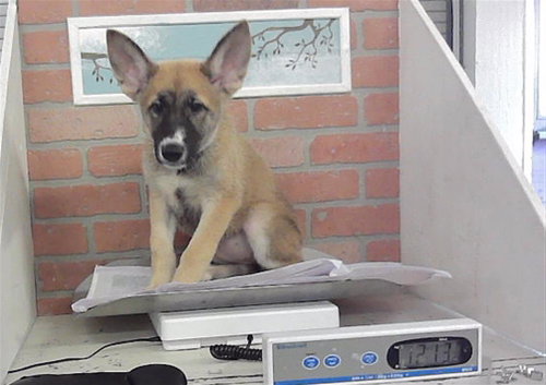 A2099833, a dog for adoption from City of Houston, Bureau of Animal Regulation and Care