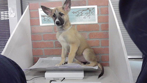 A2099834, a dog for adoption from City of Houston, Bureau of Animal Regulation and Care