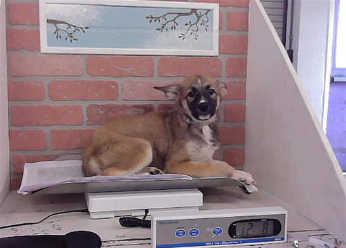 A2099835, a dog for adoption from City of Houston, Bureau of Animal Regulation and Care