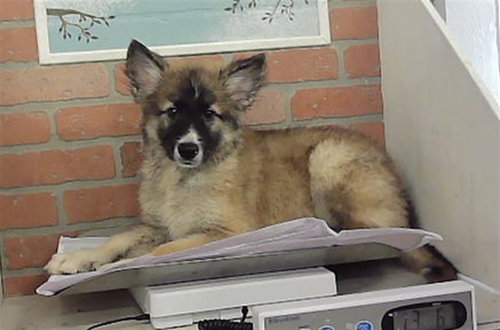 A2099836, a dog for adoption from City of Houston, Bureau of Animal Regulation and Care