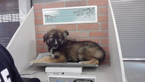 A2099837, a dog for adoption from City of Houston, Bureau of Animal Regulation and Care