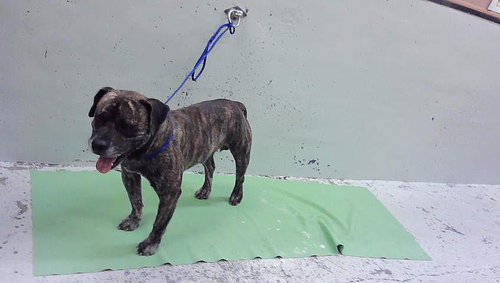 A2099838, a dog for adoption from City of Houston, Bureau of Animal Regulation and Care