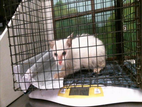 A2099853, a cat for adoption from City of Houston, Bureau of Animal Regulation and Care