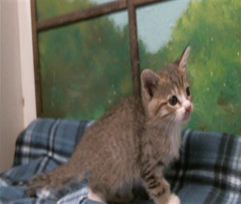 COCOA, a cat for adoption from City of Houston, Bureau of Animal Regulation and Care