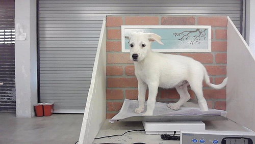 A2099839, a dog for adoption from City of Houston, Bureau of Animal Regulation and Care
