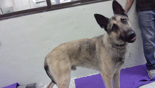 TUCKER, a dog for adoption from City of Houston, Bureau of Animal Regulation and Care