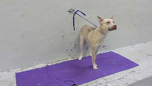 KARINA, a dog for adoption from City of Houston, Bureau of Animal Regulation and Care