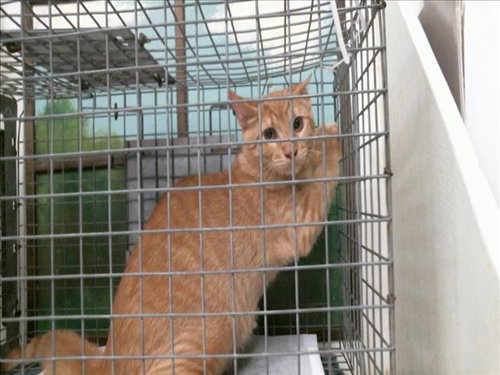 A2099869, a cat for adoption from City of Houston, Bureau of Animal Regulation and Care