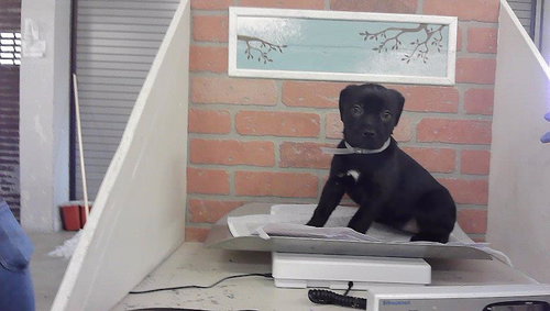 A2099844, a dog for adoption from City of Houston, Bureau of Animal Regulation and Care