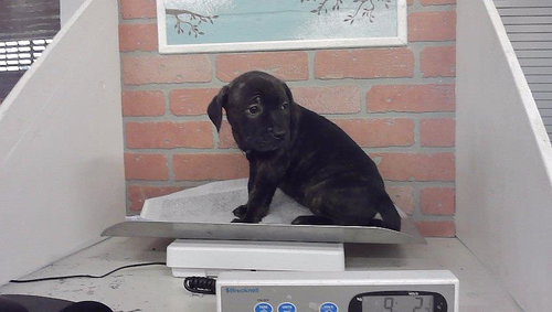 A2099845, a dog for adoption from City of Houston, Bureau of Animal Regulation and Care