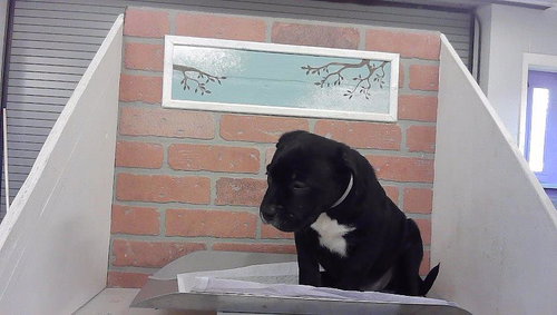A2099846, a dog for adoption from City of Houston, Bureau of Animal Regulation and Care