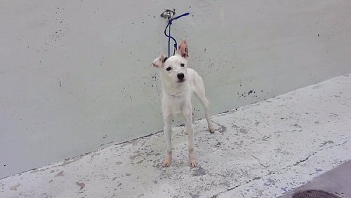 GHOST, a dog for adoption from City of Houston, Bureau of Animal Regulation and Care