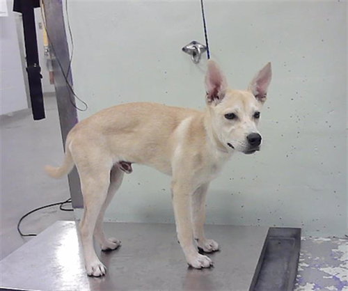 LUCKY, a dog for adoption from City of Houston, Bureau of Animal Regulation and Care