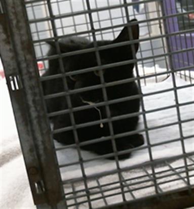 A2099860, a cat for adoption from City of Houston, Bureau of Animal Regulation and Care