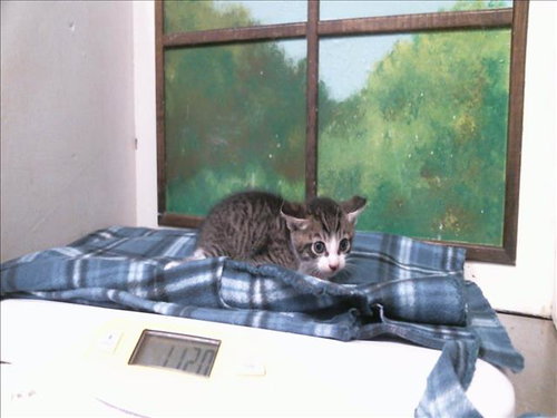 THACKARY, a cat for adoption from City of Houston, Bureau of Animal Regulation and Care
