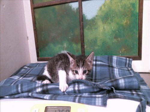 BRAM, a cat for adoption from City of Houston, Bureau of Animal Regulation and Care