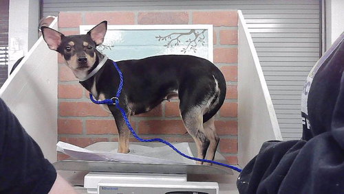 A2099905, a dog for adoption from City of Houston, Bureau of Animal Regulation and Care