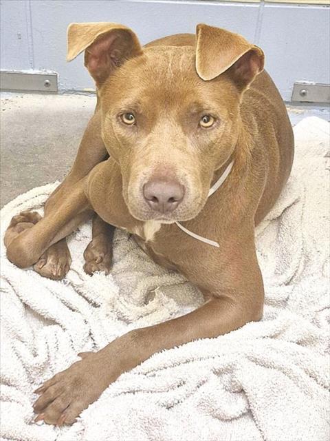 A2099912, a dog for adoption from City of Houston, Bureau of Animal Regulation and Care
