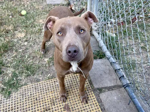 Sue - Staffordshire Bull Terrier