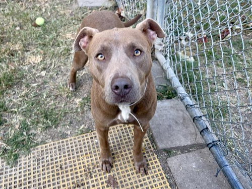 Sue, Staffordshire Bull Terrier / Mixed (medium coat)