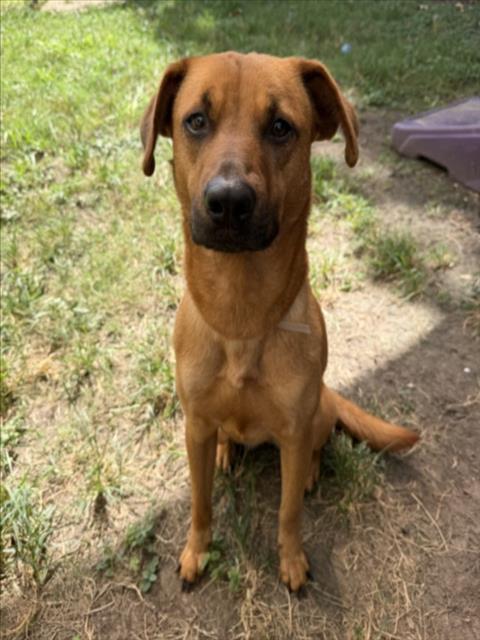 MJ, a dog for adoption from City of Houston, Bureau of Animal Regulation and Care