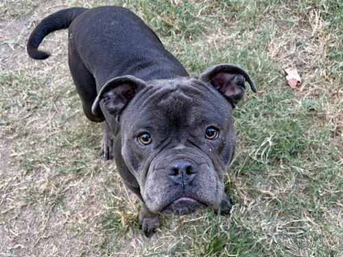 Zinnia, American Bulldog / Mixed (medium coat)