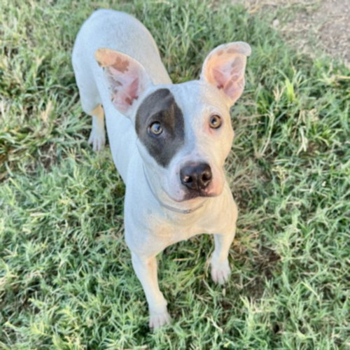 MAKALA, a dog for adoption from City of Houston, Bureau of Animal Regulation and Care