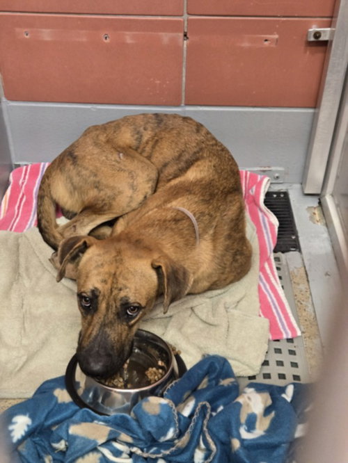 A2099262, a dog for adoption from City of Houston, Bureau of Animal Regulation and Care