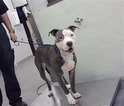 A2099861, a dog for adoption from City of Houston, Bureau of Animal Regulation and Care