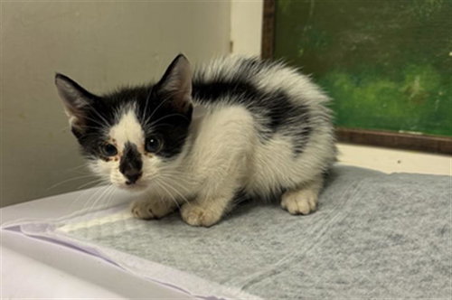 JOHAN, a cat for adoption from City of Houston, Bureau of Animal Regulation and Care