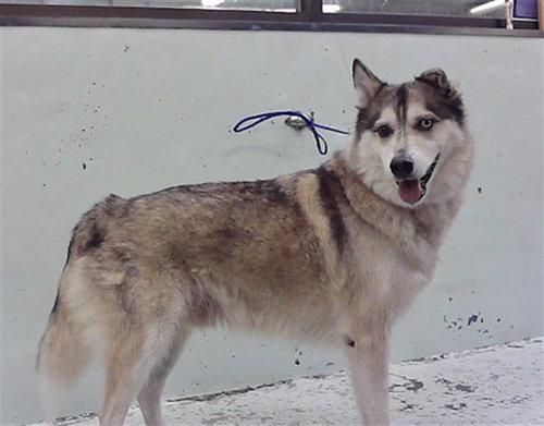 GHOST, a dog for adoption from City of Houston, Bureau of Animal Regulation and Care