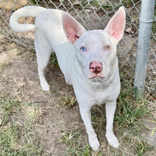 GOOSE, a dog for adoption from City of Houston, Bureau of Animal Regulation and Care