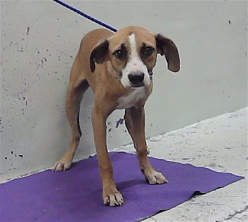 A2099572, a dog for adoption from City of Houston, Bureau of Animal Regulation and Care
