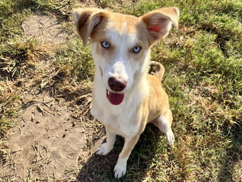 Kuno, Siberian Husky / Mixed (medium coat)