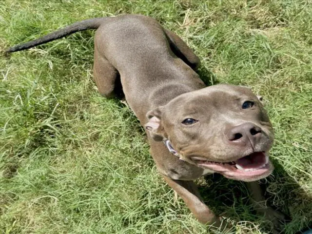 Aly - American Staffordshire Terrier