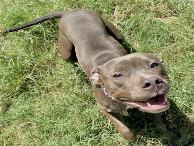 Aly