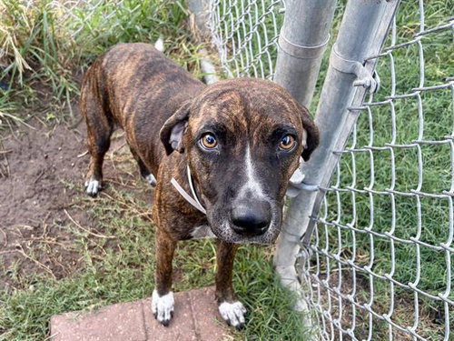MARIE, a dog for adoption from City of Houston, Bureau of Animal Regulation and Care