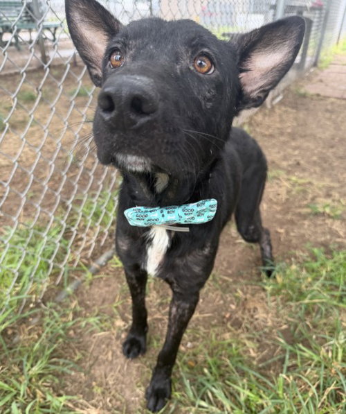 ATLAS, a dog for adoption from City of Houston, Bureau of Animal Regulation and Care