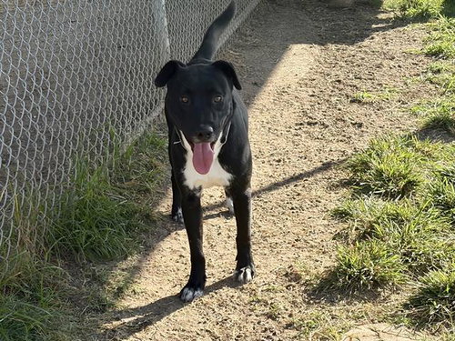 Bashful, Staffordshire Bull Terrier / Mixed (medium coat)