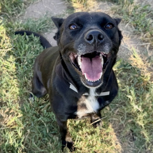 RUTH, a dog for adoption from City of Houston, Bureau of Animal Regulation and Care