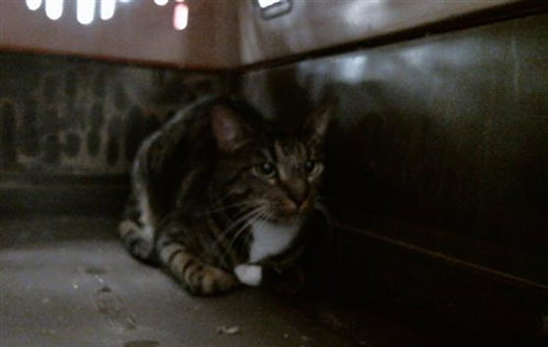 TUPPERWARE, a cat for adoption from City of Houston, Bureau of Animal Regulation and Care