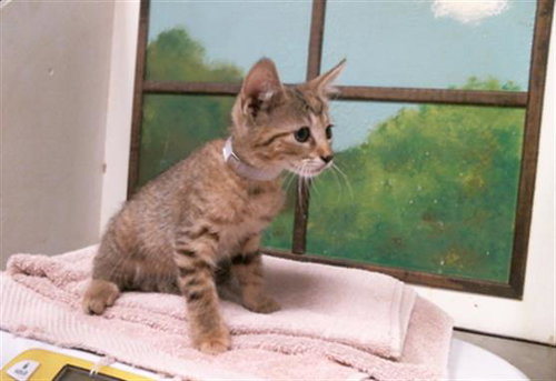BRITANY, a cat for adoption from City of Houston, Bureau of Animal Regulation and Care