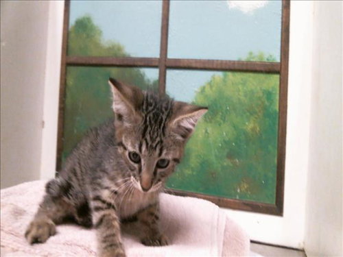 HAUNTER, a cat for adoption from City of Houston, Bureau of Animal Regulation and Care
