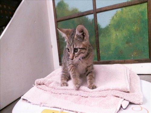 GENGAR, a cat for adoption from City of Houston, Bureau of Animal Regulation and Care
